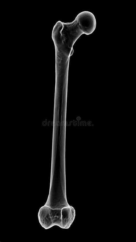 crown of femurs|what is the largest bone human body.